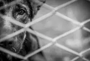 Abril Laranja: prisão por maus-tratos a animal com pena de 2 a 5 anos