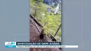 Adepará confirma gripe aviária em pato-do-mato no Marajó