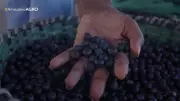 Amazônia Agro de Domingo: 03 de Maio de 2026