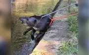 Anta resgatada após cair em canal de hidrelétrica em São Miguel Arcanjo
