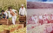 Antes da fama, Leandro e Leonardo trabalhavam na lavoura de tomate em Goiás