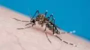 Anvisa autoriza Butantan a produzir vacina contra chikungunya no Brasil