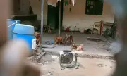 Ação conjunta investiga denúncias de maus-tratos e acúmulo de animais em Feira de Santana