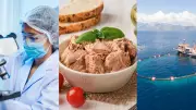 Atum: benefícios, riscos e a ameaça da extinção por pesca excessiva