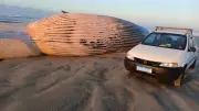 Baleia-de-Bryde adulto é encontrado morto em praia de Jaguaruna, SC