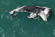 Baleia-jubarte filhote de 6 metros é encontrada morta em São Sebastião