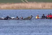 Baleia-jubarte resgatada na Alemanha é encontrada morta na Dinamarca