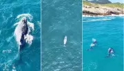 Baleias-jubarte aparecem antes da temporada em Arraial do Cabo