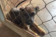 Banco de ração em Presidente Prudente começa a atender protetores de animais