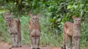 Biólogo encontra três onças-pardas juntas no extremo norte do Amazonas