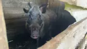 BM resgata 29 animais de maus-tratos e prende homem na Serra