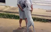 Bombeiros resgatam pitbull que ameaçava pular de prédio em chamas em Varginha