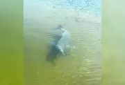 Boto 'escolta' barco de pescadores e atrapalha pescaria no Rio Tocantins