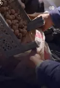 Caçadores de trufas na Síria arriscam a vida em meio a minas terrestres