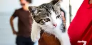 Cabo Frio realiza feira de adoção de cães e gatos neste sábado (9)