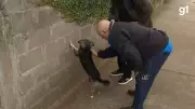 Cachorro Bangu viraliza ao simular 'enquadro policial' em reportagem