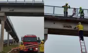 Cachorro caramelo resgatado por bombeiros em passarela na BR-282 em SC
