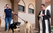 Cachorro mascote de igreja em Serrana morre envenenado com chumbinho