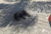 Cachorro morre arrastado por 1 km em Caraguatatuba; polícia investiga