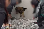Cadela Pandora é resgatada de dentro de parede concretada em obra no PR