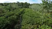 Café agroecológico na Mata Atlântica alia sustentabilidade e sabor superior