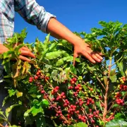 Cafeicultura em Patrocínio: produtores rurais movimentam 78% da economia local
