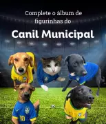 Canil de Juiz de Fora usa Copa 2026 para incentivar adoção de animais