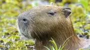 Capivara espancada no Rio é devolvida à natureza após tratamento