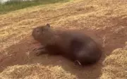 Capivara ferida em parque de Sertãozinho morre após resgate