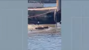 Capivaras aproveitam sol e rolam na areia da Baía de Guanabara