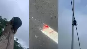 Capivaras mortas atropeladas na nova Avenida Liberdade em Belém