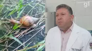 Caracol africano volta a ameaçar São Luís com risco de meningite