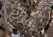 Cardume de tainhas forma mancha escura em mar cristalino em Garopaba, SC