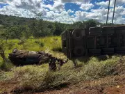 Carreta com 70 cabeças de gado tomba na MGC-452 em Uberlândia