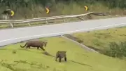 Casal de onças-pintadas é visto atravessando rodovia no interior de SP
