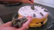 Casal transforma lavanda em negócio e atrai turistas em MG
