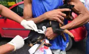 Castração gratuita de cães e gatos em Salvador: vagas abertas