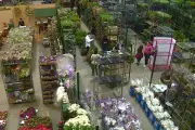 Ceaflor e comércio de Campinas projetam alta nas vendas para o Dia das Mães