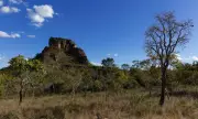 Cerrado: a 'floresta de cabeça para baixo' que esconde um gigante subterrâneo