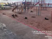 Cães abandonados invadem parquinho infantil em Santarém e geram alerta