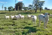 China sinaliza disposição a pagar mais por carne bovina sustentável do Brasil