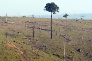 Câmara aprova projeto que proíbe embargo ambiental por satélite
