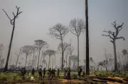 Câmara aprova redução de 486 mil hectares da Floresta Nacional do Jamanxim