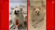 Câmeras flagram homem roubando cachorro de estimação no DF; família procura Stuff