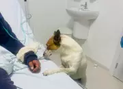 Cão acompanha tutora em surto psicótico na UPA de Balneário Camboriú