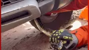Cobra caninana é resgatada de dentro de carro em Alta Floresta (MT)