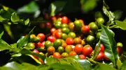 Cooxupé participa de estudo internacional sobre pegada de carbono do café