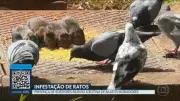 DF2: Vídeos do DF2 de segunda-feira, 25 de maio de 2026
