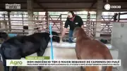 Dom Inocêncio lidera com maior rebanho caprino do Piauí
