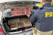 Dupla é presa com mais de 100 aves silvestres no porta-malas em Registro, SP